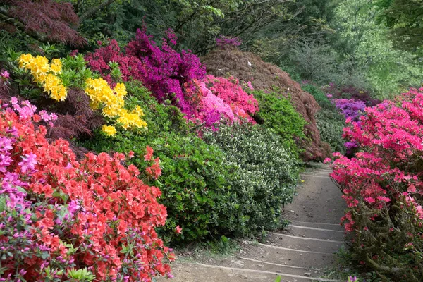 Azaleas en plena floración — Foto de Stock