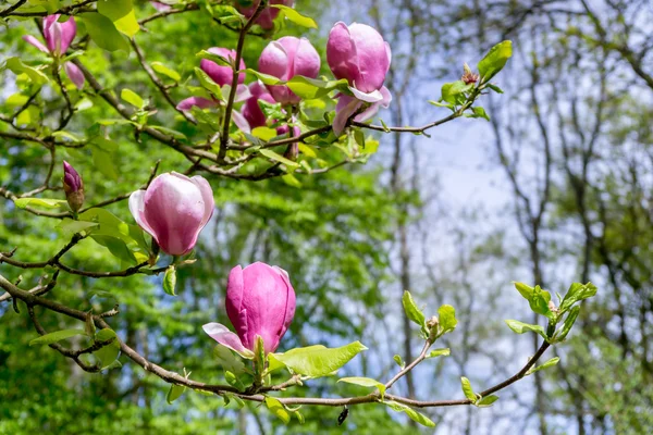 Magnolia rose floraison — Photo