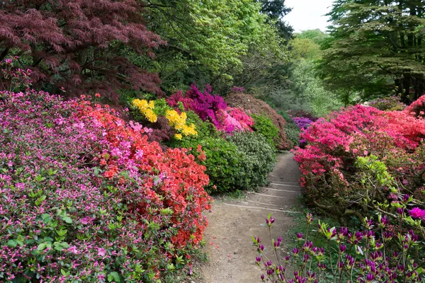 Azáleas em flor cheia — Fotografia de Stock