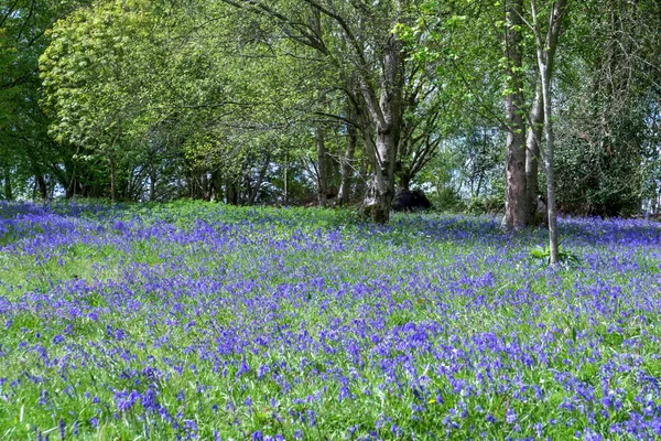 Bluebells en pleine floraison — Photo