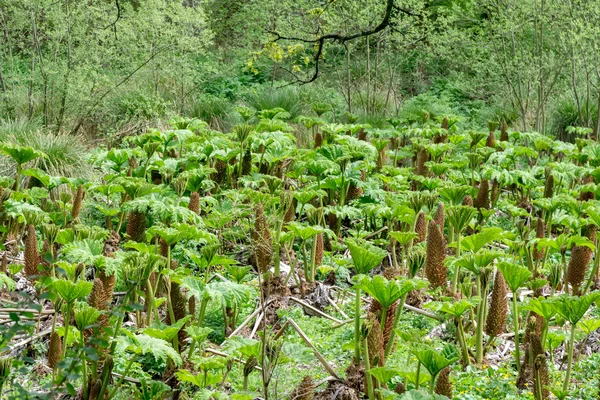 Gunnera. — Fotografia de Stock