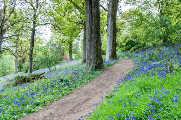 Bluebells em flor cheia — Fotografia de Stock