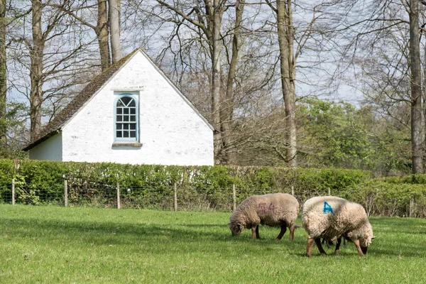 Pen-rhiw Cappella Unitaria a St Fagans Museo Nazionale di Storia i — Foto Stock