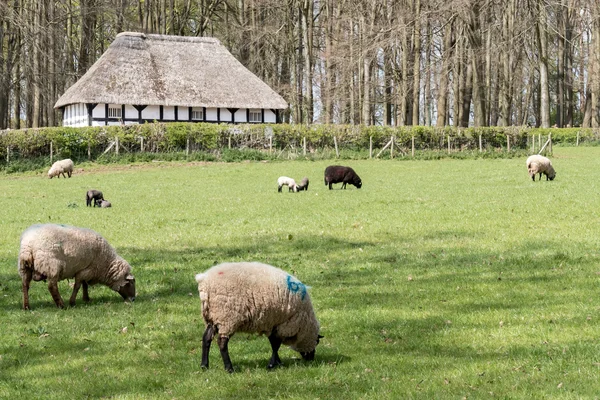 Owce na pastwisku przed Abernodwydd gospodarstwo w St Fagans Nat — Zdjęcie stockowe