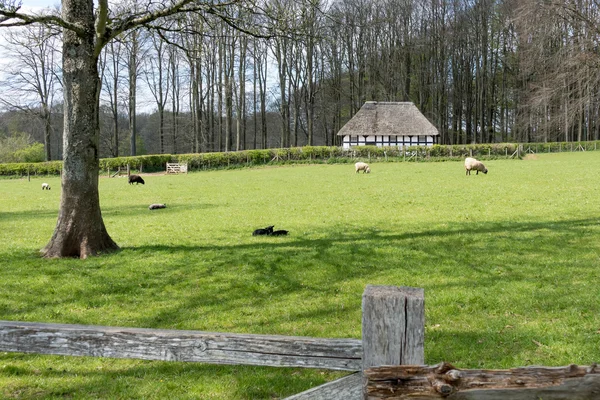 Fåren betar framför Abernodwydd bondgård på St Fagans Nat — Stockfoto