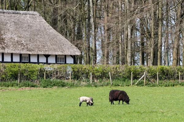 Schafe weiden vor dem abernodwydd Bauernhaus bei st fagans nat — Stockfoto