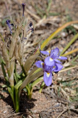 A cüce Iris, Berberi somun, (Gynandriris sisyrinchium) çiçekli 