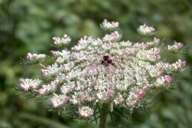Yabani havuç (Daucus carota) Sardunya