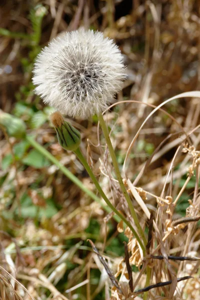 Семенная головка одуванчика (Taraxacum) — стоковое фото