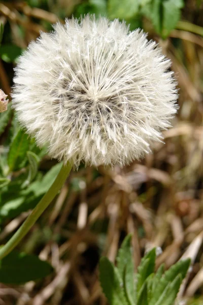 Paardebloem (Taraxacum) zaad hoofd — Stockfoto