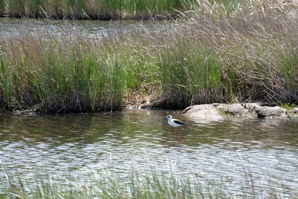 Szczudłak zwyczajny, wspólne na palach lub palach srokaty (himantopus hima — Zdjęcie stockowe