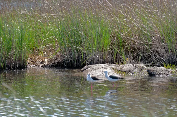 Uzunbacak, ortak Uzunbacak veya alaca Uzunbacak (himantopus ona — Stok fotoğraf