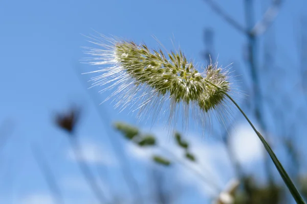 サルデーニャ島の野草 — ストック写真