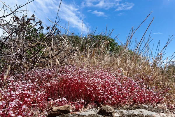 サルデーニャ島で赤いユキノシタ (ユキノシタ) — ストック写真