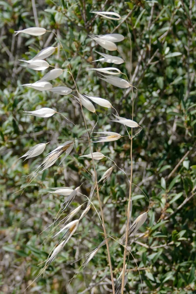 Sardinya yabani otlar — Stok fotoğraf