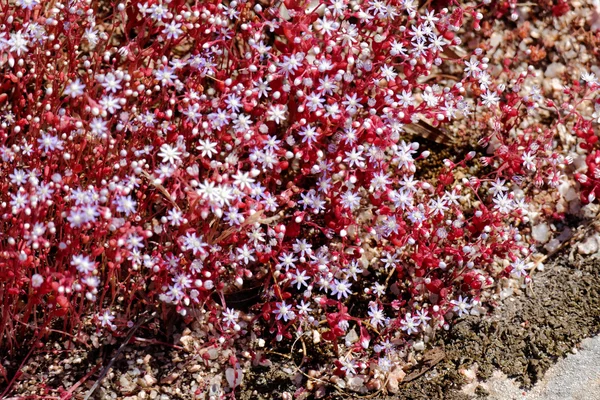Κόκκινο Saxifrage (Saxifraga) στη Σαρδηνία — Φωτογραφία Αρχείου