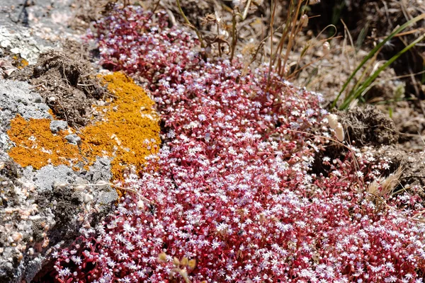 サルデーニャ島で赤いユキノシタ (ユキノシタ) — ストック写真