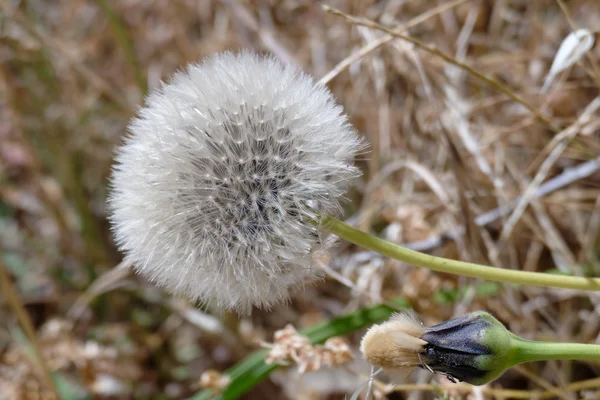 タンポポ (タンポポ) の種子の頭 — ストック写真