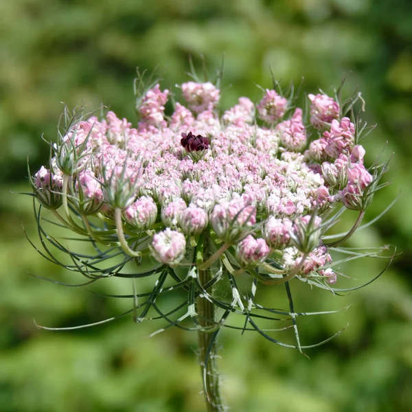 야생 당근 (Daucus carota) 사르데냐에서 — 스톡 사진