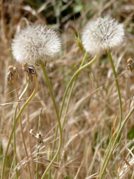 Cabeça de semente de dente de leão (Taraxacum) — Fotografia de Stock