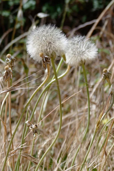 Dandelion (taraxacum) 种子头 — 图库照片