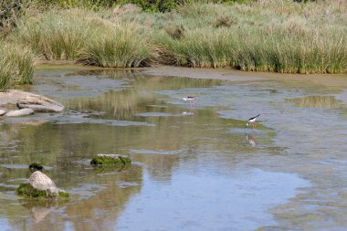 Uzunbacak, ortak Uzunbacak veya alaca Uzunbacak (himantopus ona