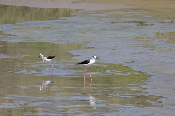 Black-winged Stilt, Common Stilt, or Pied Stilt (Himantopus hima — Stock Photo, Image