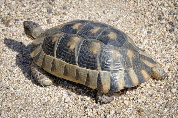 Sardynii żółw obrzeżony (testudo marginata) — Zdjęcie stockowe
