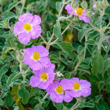 Girit Rock Rose (Cistus creticus L.)