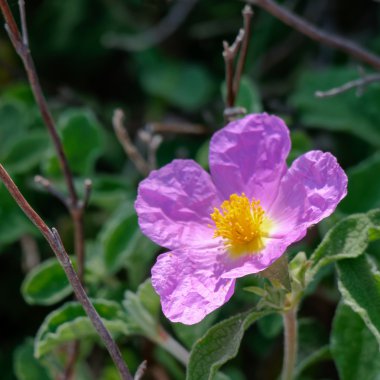 Girit Rock Rose (Cistus creticus L.)