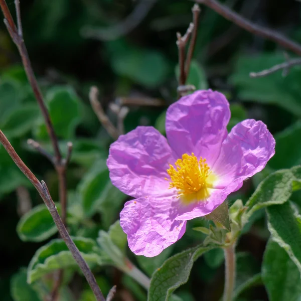 크레타 섬 락 로즈 (Cistus creticus L.) — 스톡 사진