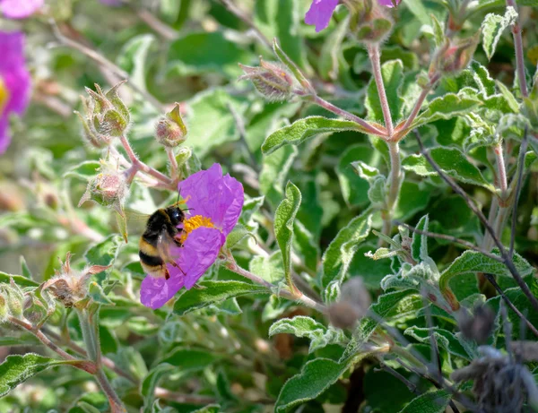 Ape su una roccia cretese Rosa (Cistus creticus L .) — Foto Stock