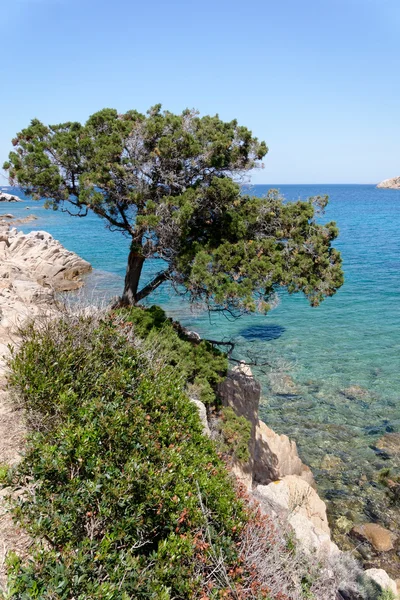 Albero che cresce dalla costa rocciosa di Baja Sardinia — Foto Stock