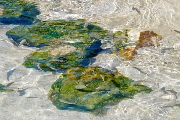 Pesci che nuotano nell'acqua cristallina di Porto Cervo — Foto Stock