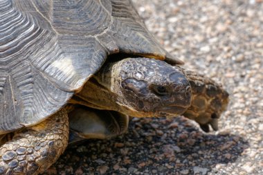 Sardunyalı marginated kaplumbağa (testudo marginata)
