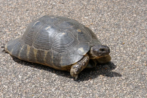 Sardiska svart landsköldpadda (testudo marginata) — Stockfoto