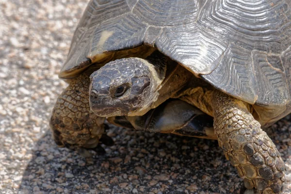 Sardiska svart landsköldpadda (testudo marginata) — Stockfoto