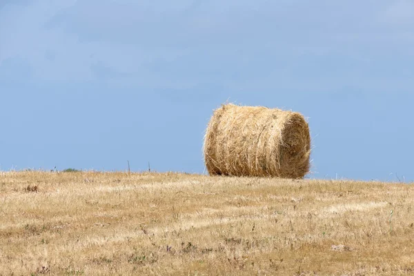 Harvest in Sardinia — Stock Photo, Image