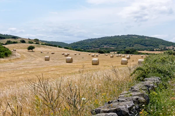 Harvest in Sardinia — Stock Photo, Image