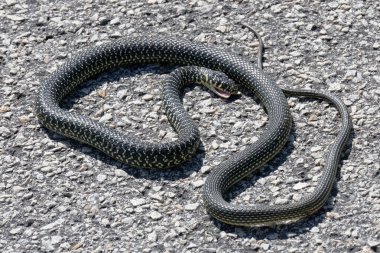 Western Whip Snake (Coluber viridiflavus) clipart