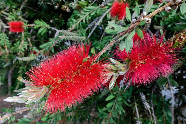 Bottlebrush Tree (Callistemon) floração na Sardenha — Fotografia de Stock