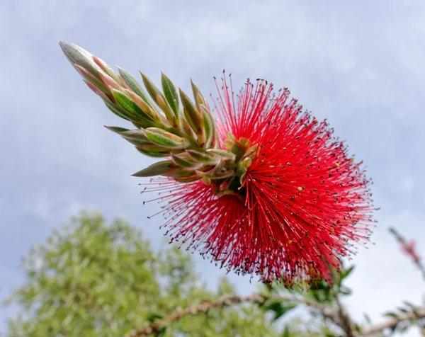 ブラシノキ ツリー (ブラシノキ) サルデーニャの開花 — ストック写真