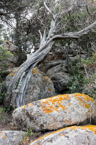 Lichen cobriu rochas na praia de Mannena, na Sardenha — Fotografia de Stock