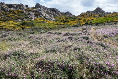 Capo Testa Sardunya, kır çiçekleri