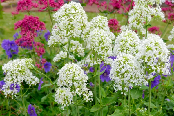 Röda och vita Valeriana (centranthus ruber) — Stockfoto