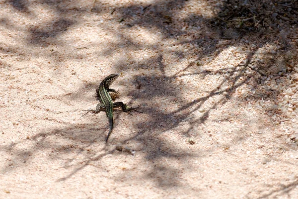 Bedriaga's Rock Lizard (Archaeolacerta bedriagae) — Stock Photo, Image