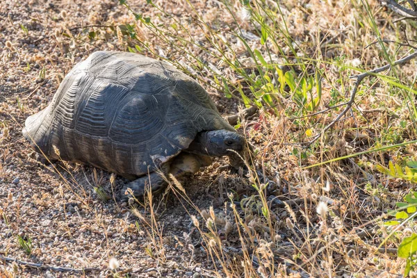 Sardinian Marginated Tortoise (Testudo marginata) Royalty Free Stock Images