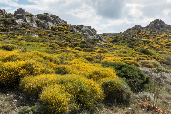 Floración del Maquis Mediterráneo en Cerdeña — Foto de Stock