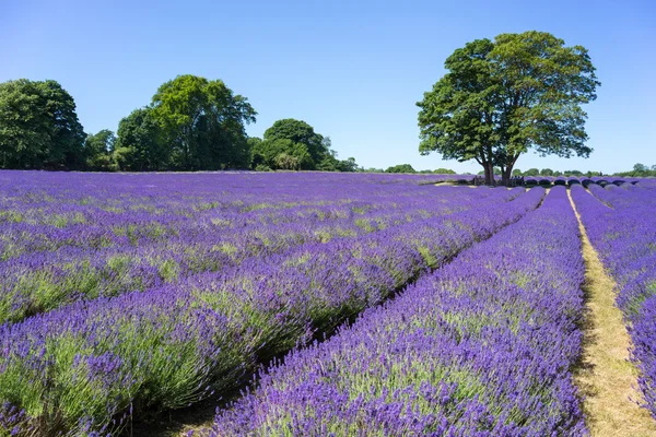 People enjoying a Lavender field in Banstead Surrey — Stock Photo, Image