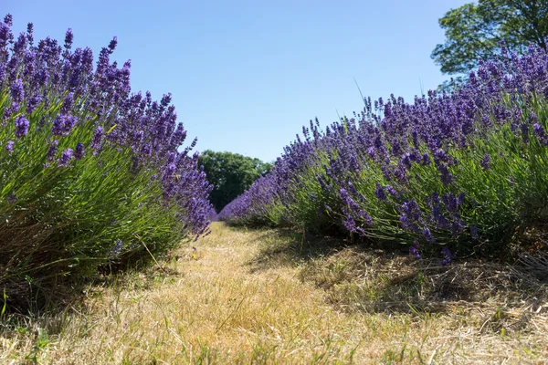 Field of Lavender — Stock Photo, Image